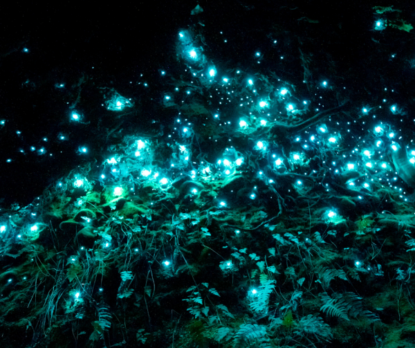 Bioluminescence Tour in Grand Cayman